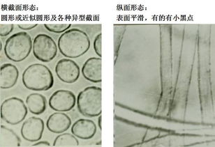 纺织纤维的概述